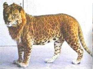 lion jaguar hybrid