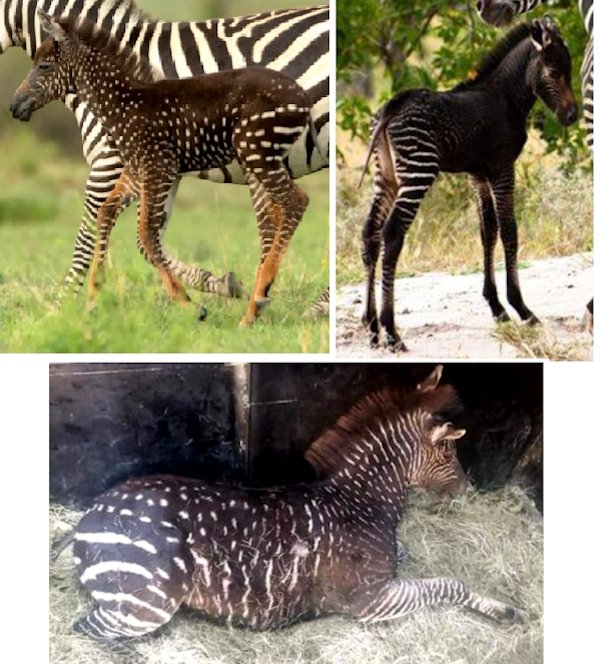 http://www.messybeast.com/history/zebras-bw2.jpg