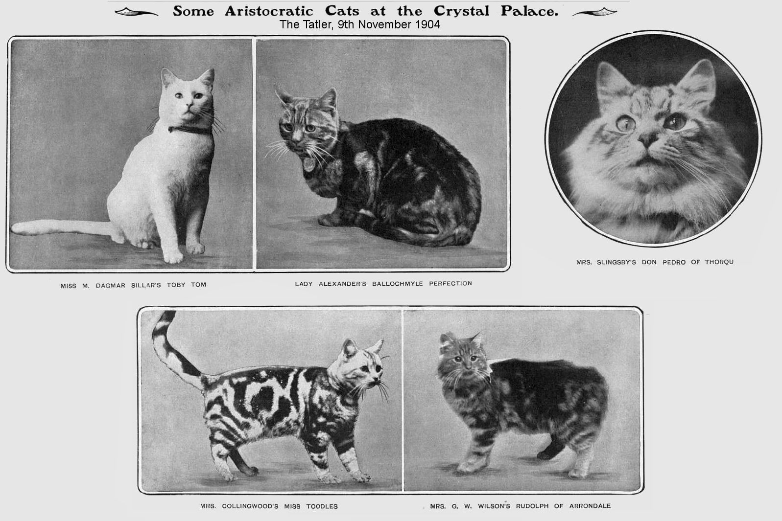 crystal palace cat show