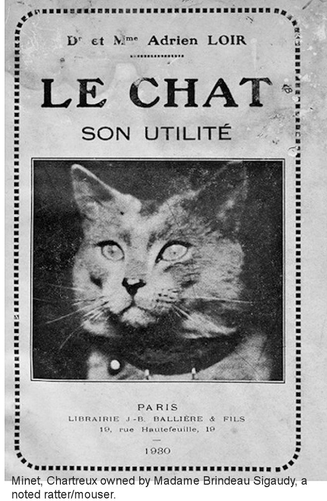 chartreux cat