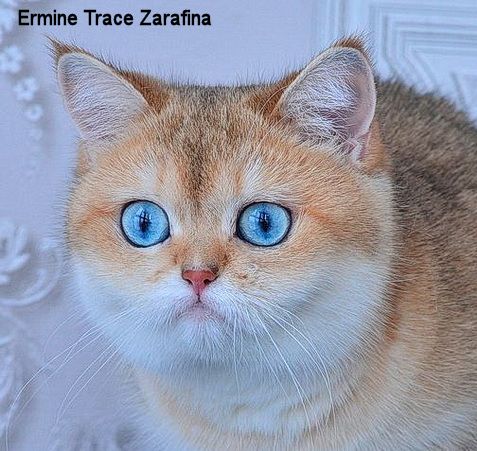 Elizabeth Lipovenko Dominant Blue eyes study