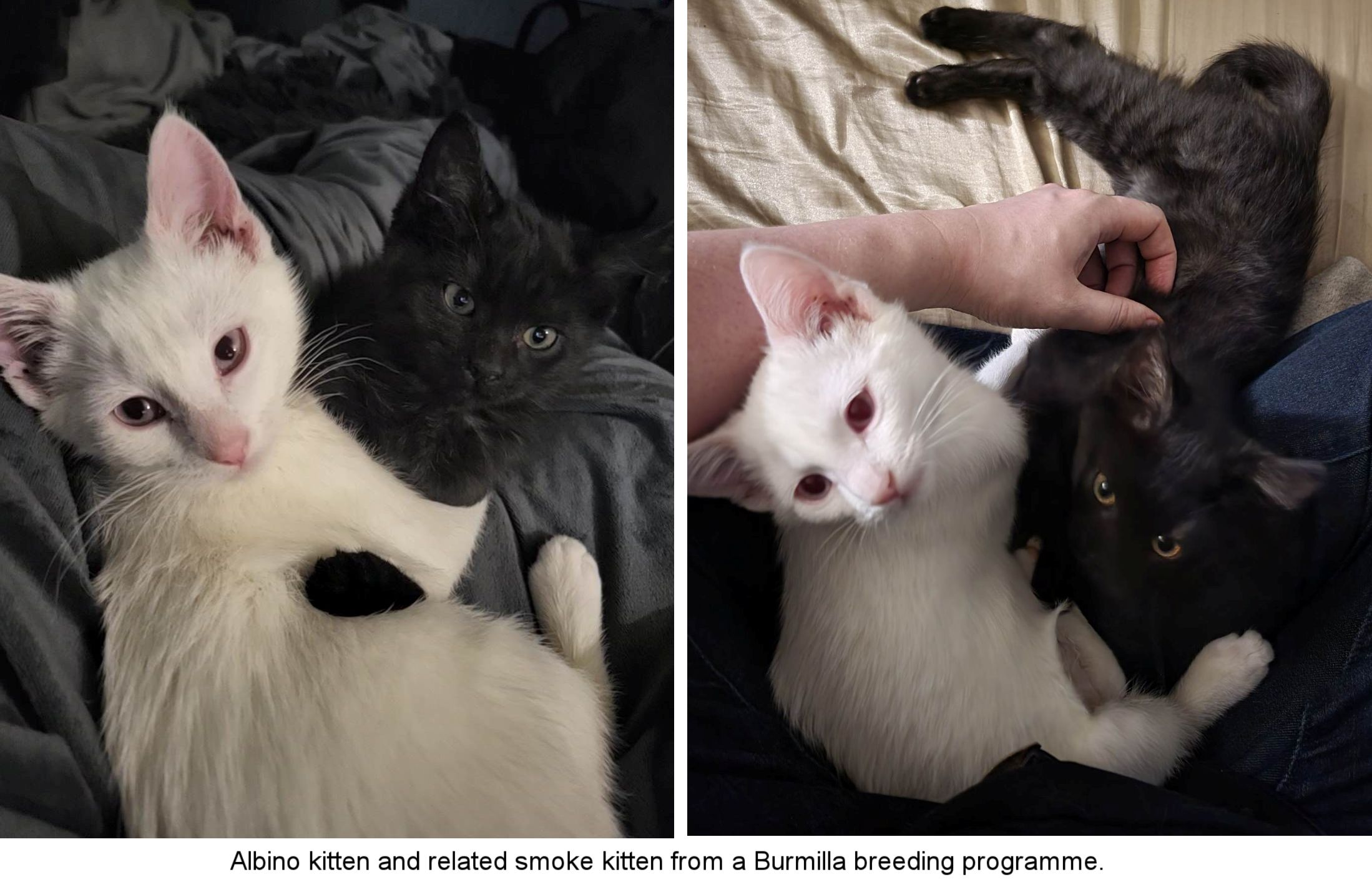 albino and smoke kitten from Burmilla breeding programme