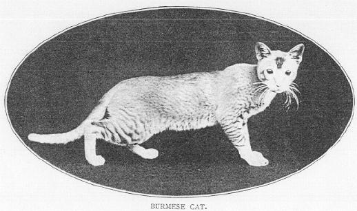 In 1903, the "Burmese Cat"