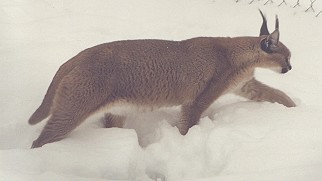 Arabian Caracal