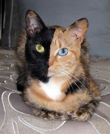 split-face tortie cat