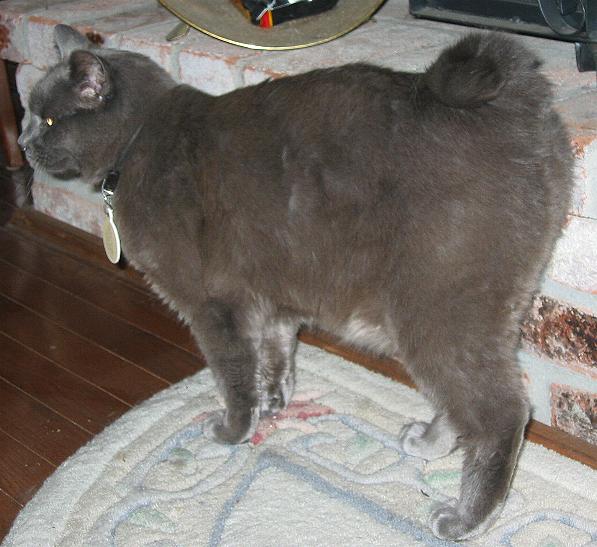 CURLY TAILED CATS GALLERY