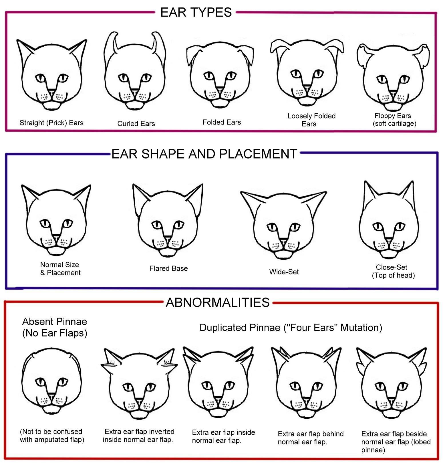 cat conformation diagram chart