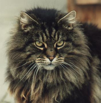 Long Hair Tabby Kitten. The gene for longhair in cats