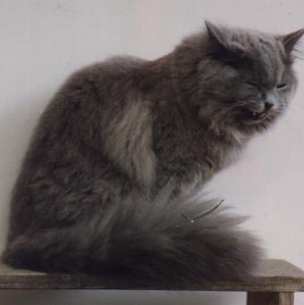 Longhaired cats were first