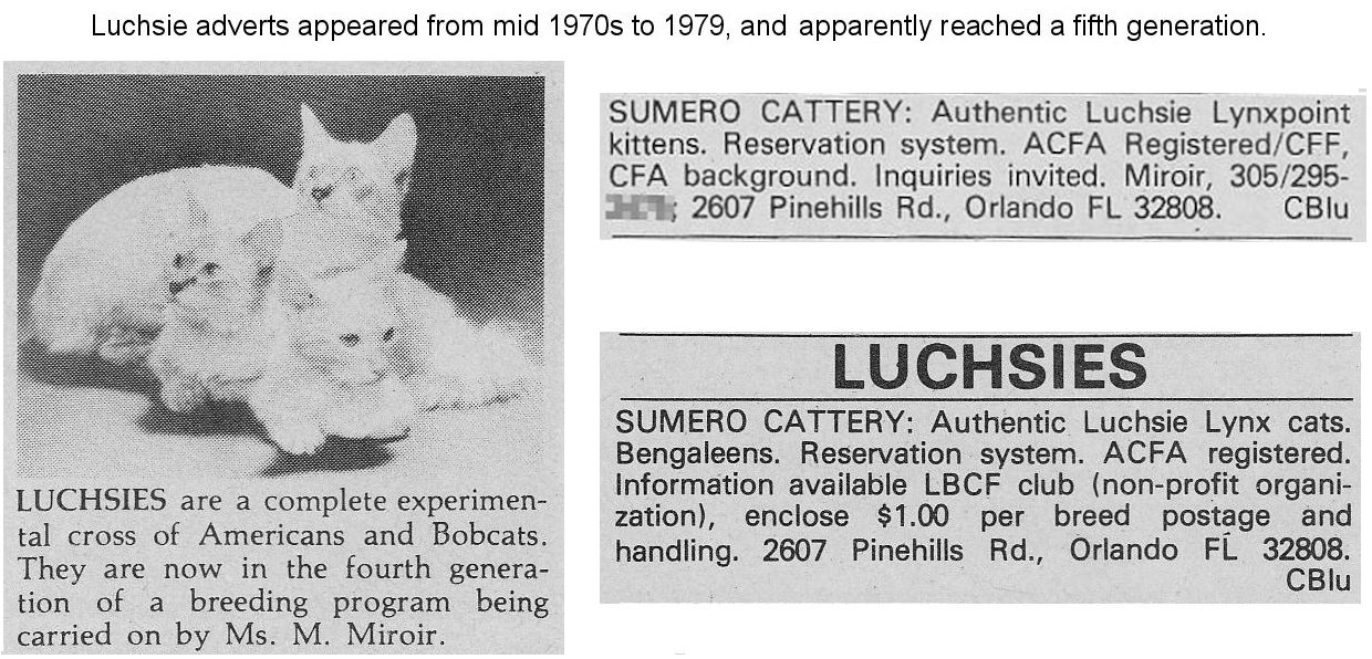 Luchsie lynxpoint alleged bobcat hybrid breed from the 1970s