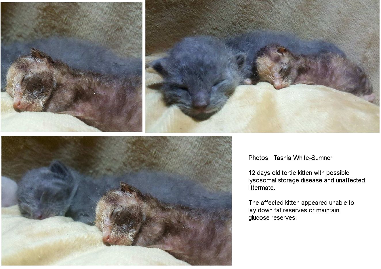 kitten with suspected lysosomal storage disease