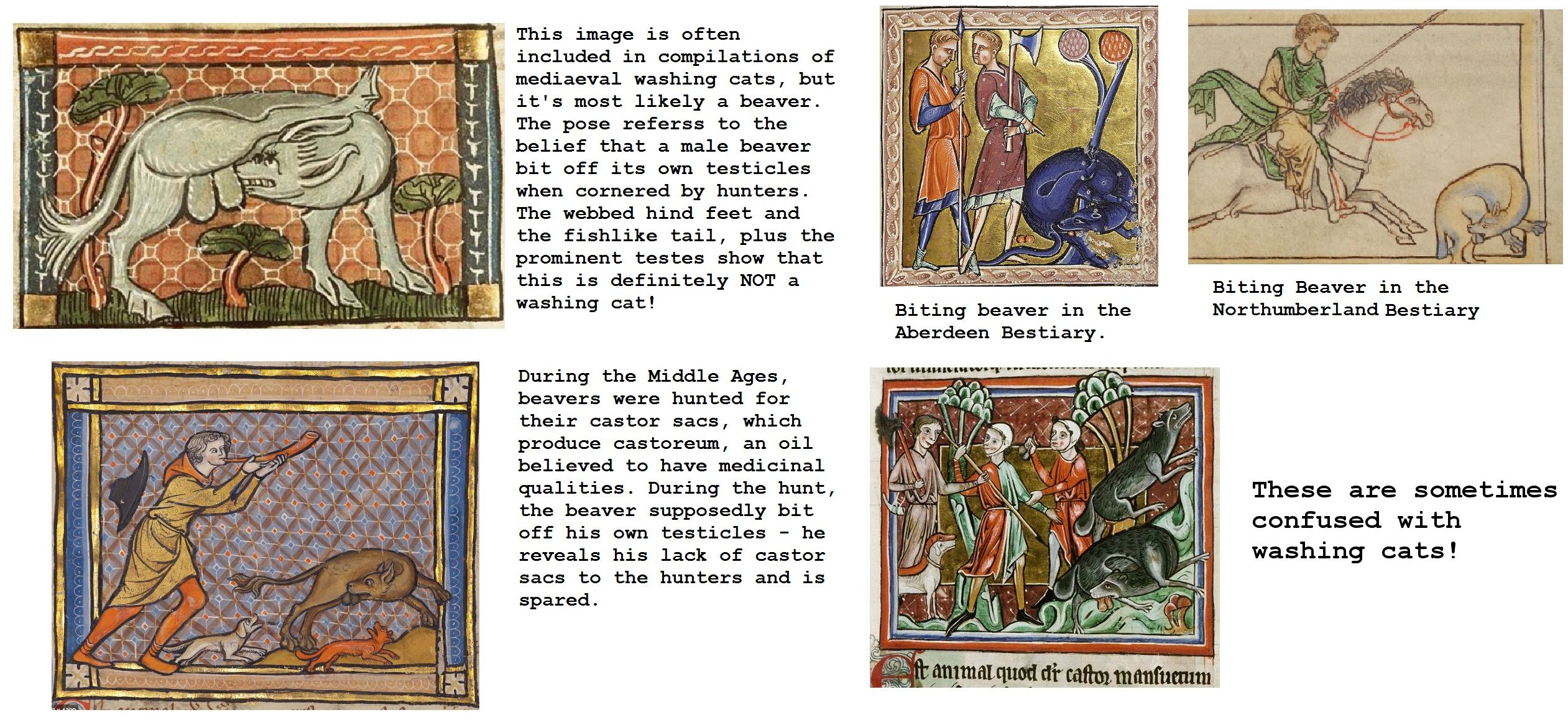 medieval beaver illustrations