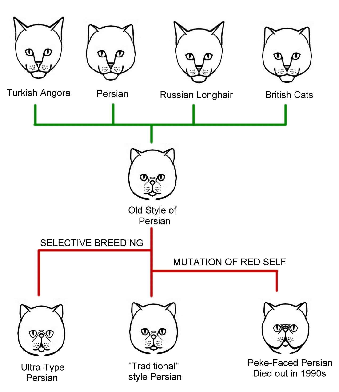 cat conformation diagram chart