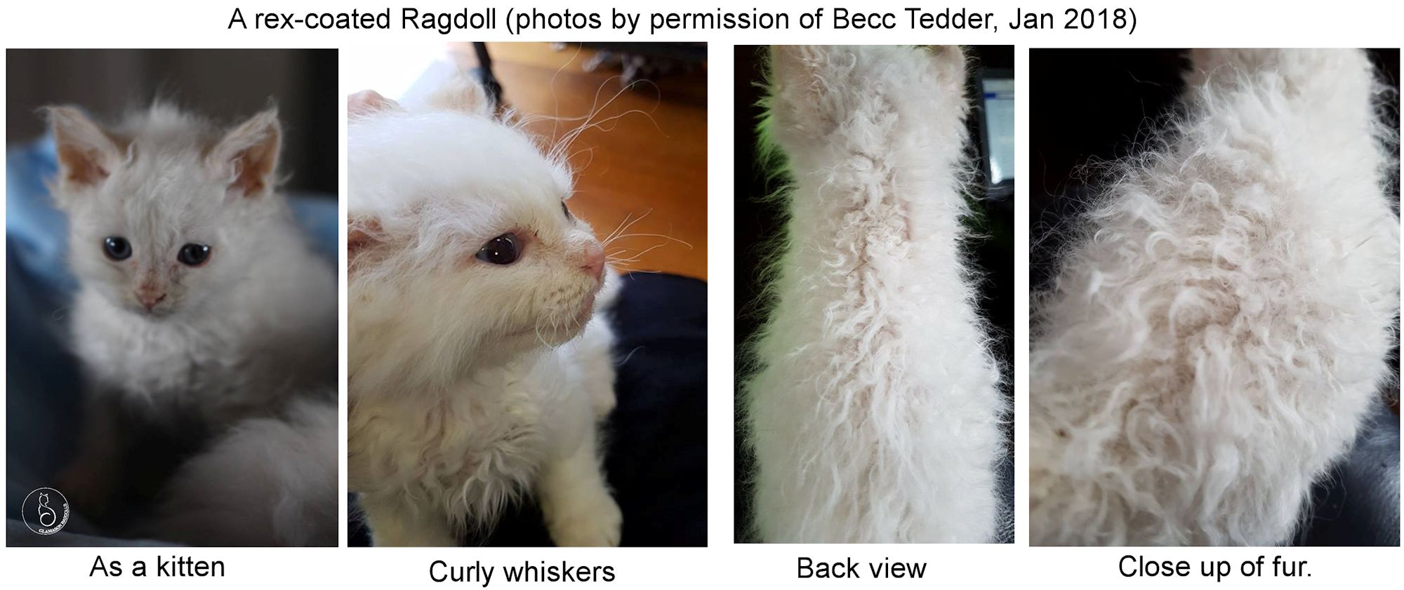 rex coated Ragdoll cat