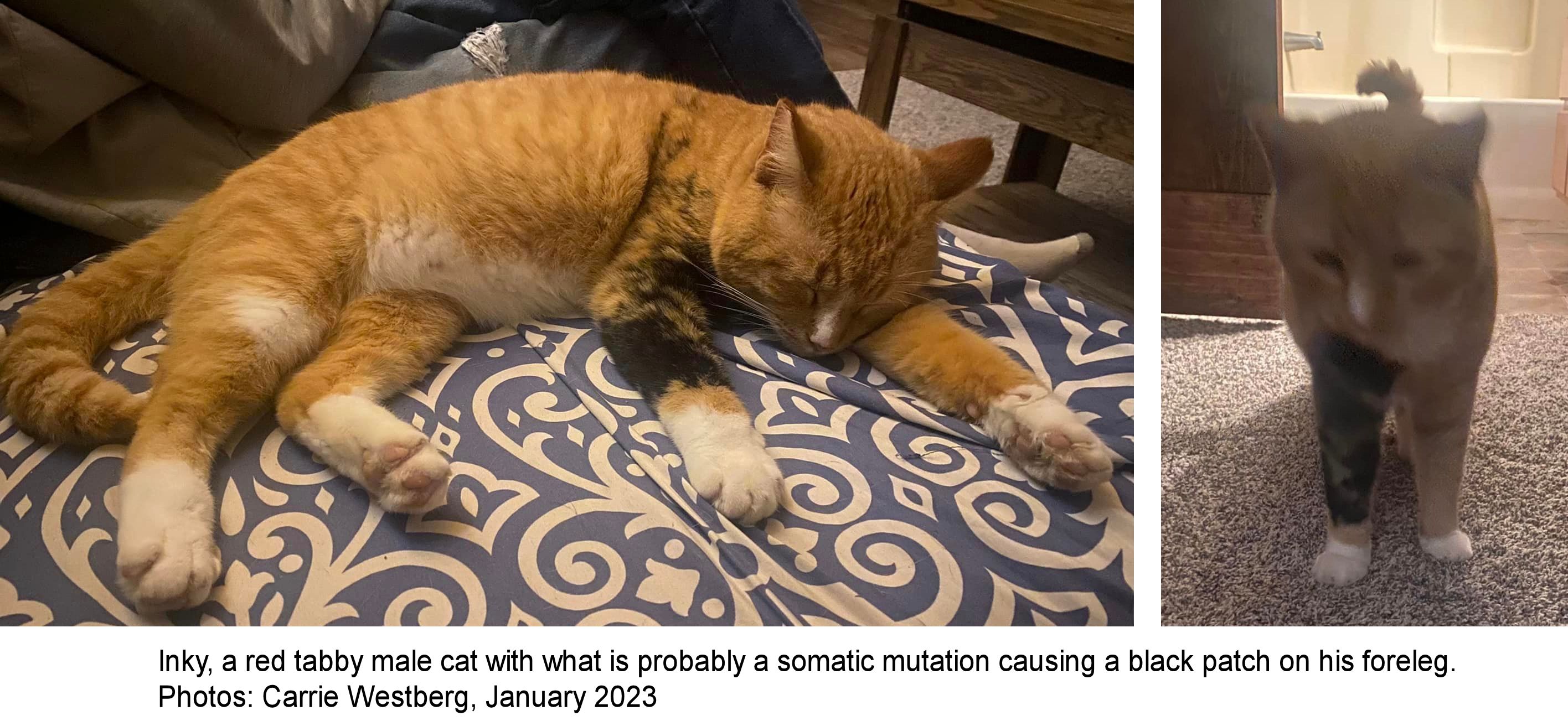cat with somatic mutation