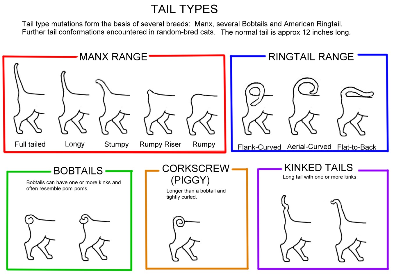 Cats Tails Meaning