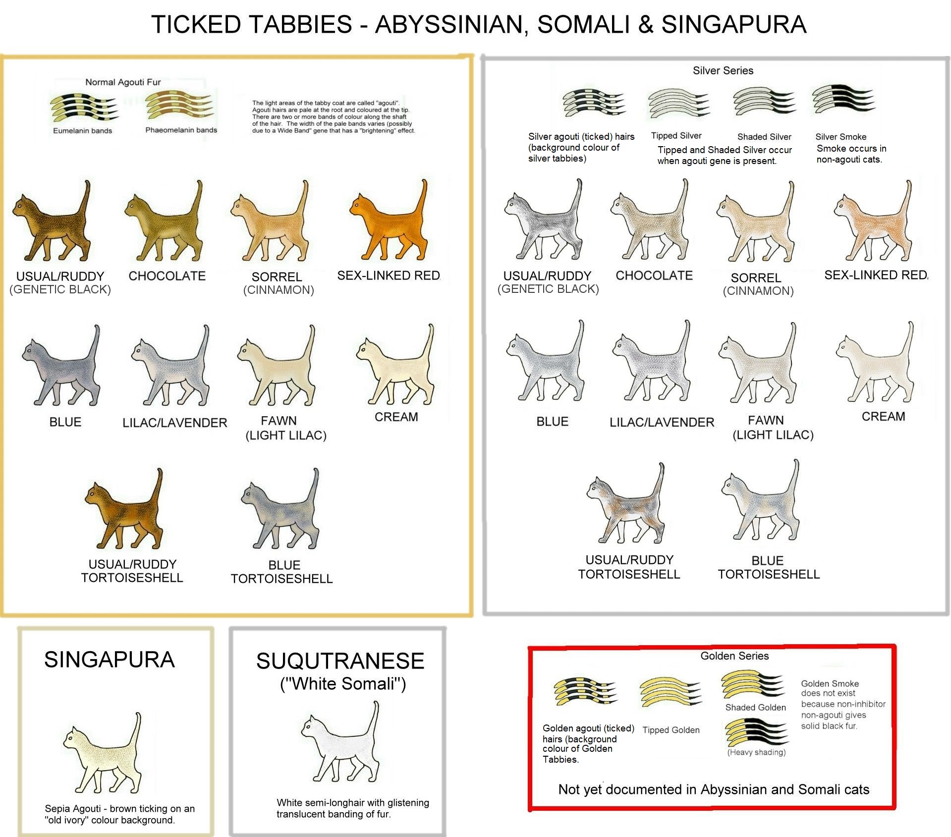 cat colours diagram chart