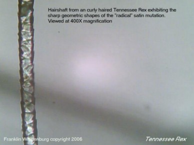 Tennessee Rex
